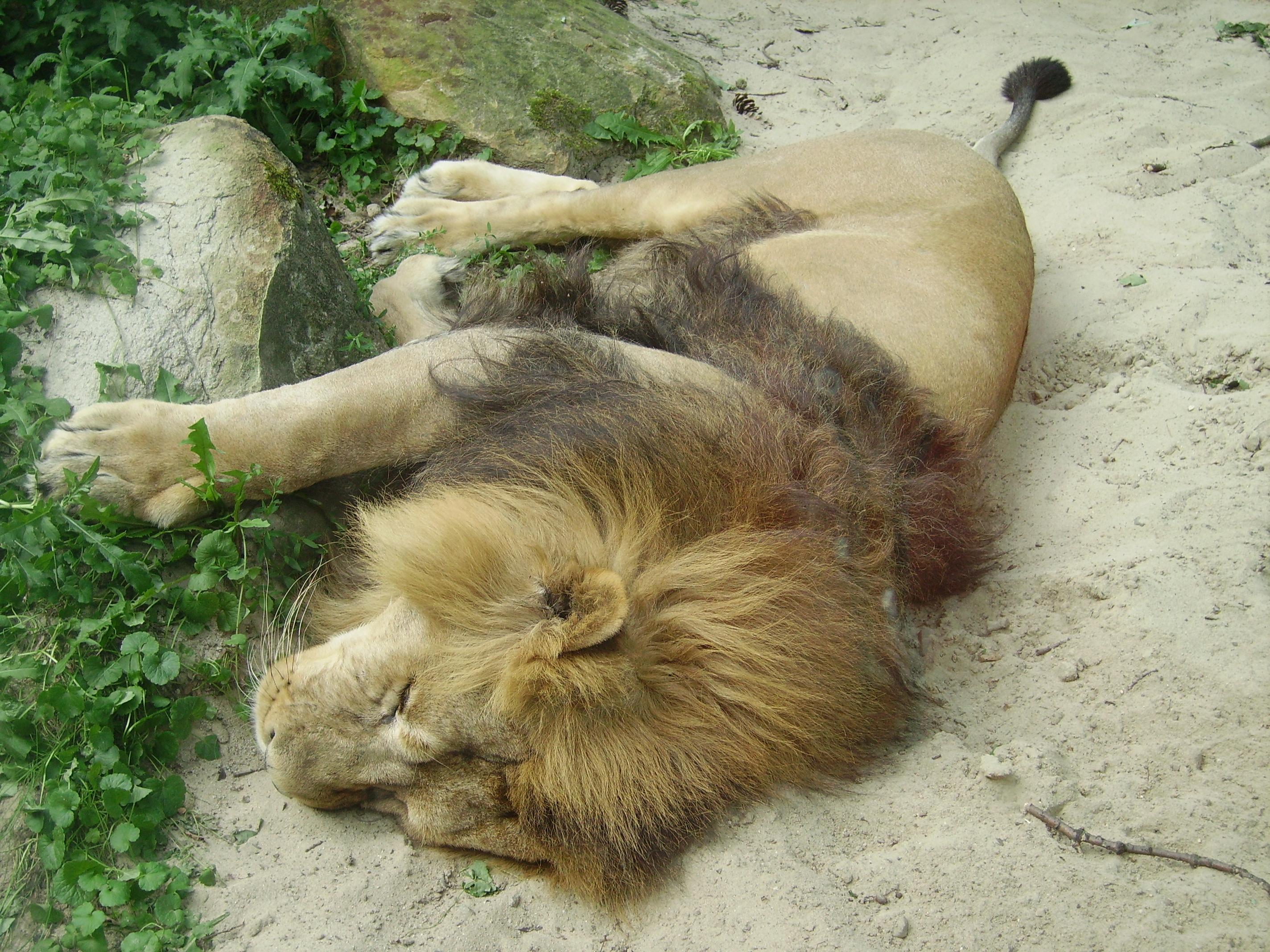 ZOO_Ostrava_Lev_indicky1