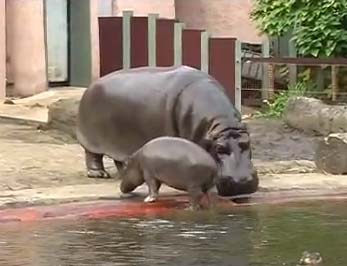 hroch-zoo-ostrava